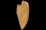Serrated, Raptor Tooth - Real Dinosaur Tooth #134532-1